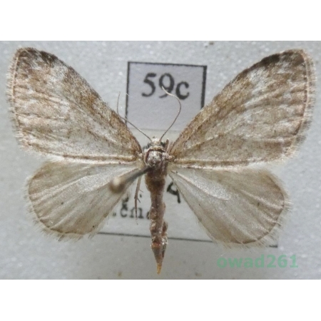 Perizoma hydrata (Treitschke, 1829) Czech59c
